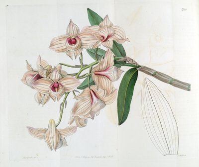 Dendrobium moschatum (syn. Dendrobium cupreum) - Miss Drake